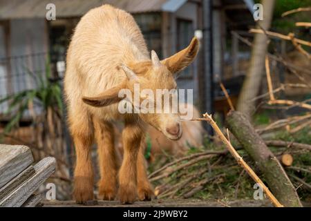 Issaquah, Washington, États-Unis. Guernesey Goat, un homme de trois semaines, mâchant sur une branche Banque D'Images