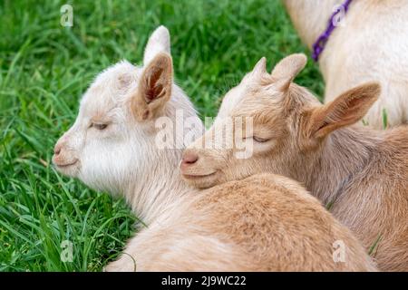 Issaquah, Washington, États-Unis. Enfants Guernesey Goat de trois semaines se reposant dans un enclos, l'un reposant affectueusement sa tête sur l'autre Banque D'Images