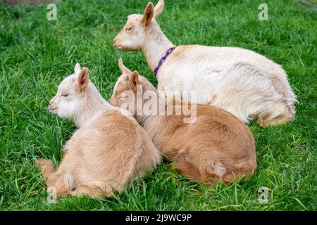 Issaquah, Washington, États-Unis. Enfants Guernesey Goat de trois semaines se reposant dans un enclos Banque D'Images