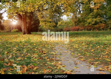 Beau paysage d'automne avec chemin dans le parc Banque D'Images