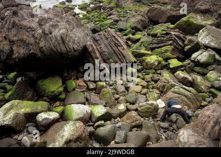 Un homme chasse les crabes dans les strates de roche jurassique de rockpool, sur la côte des Asturies Dinosaur, le 14th mai 2022, à Ribadesella, Asturies, Espagne. Banque D'Images