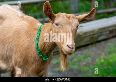 Issaquah, Washington, États-Unis. Portrait d'une femme adulte Guernesey Goat debout Banque D'Images