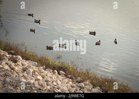 Un troupeau de canards sauvages adultes nagent et recherchent de la nourriture dans le lac, près du rivage en automne. Concentrez-vous sur les canards Banque D'Images