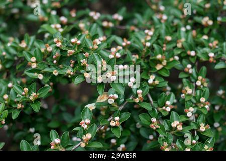 Rockspring cotoneaster fruitier le Bush de baies fleurit magnifiquement avec des fleurs blanches au printemps dans le jardin Banque D'Images