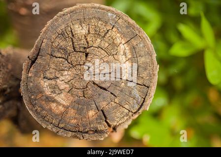 Ancienne surface découpée en chêne. Tons marron foncé et vert chauds et détaillés d'un tronc ou d'une souche d'arbre abattu. Texture organique rugueuse des anneaux d'arbre avec cl Banque D'Images