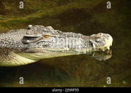 Tête d'un crocodile photographié sur le côté Banque D'Images