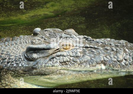 Tête d'un crocodile photographié sur le côté Banque D'Images