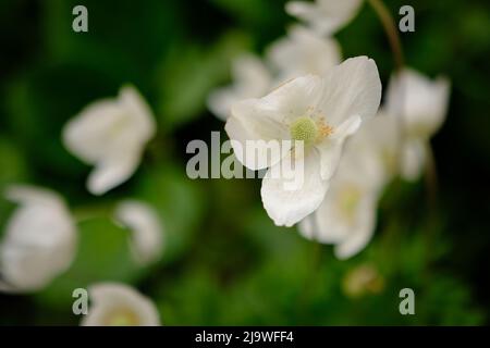 Gros plan sur la fleur blanche, Anemone 'Wild Swan'. Centre jaune vif avec pétales de couleur rose pâle. Concentrez-vous sur la fleur de premier plan. Arrière-plan flou Banque D'Images