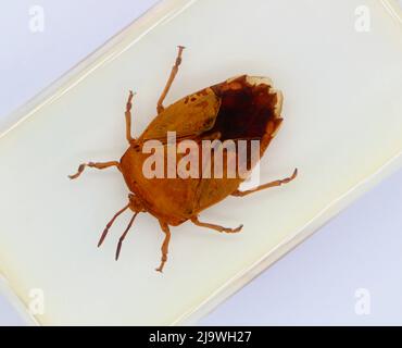 Spécimen perspex enfermé vu d'en haut sur fond blanc insecte de bouclier Pentatomidae Banque D'Images