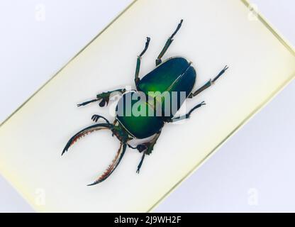 Spécimen perspex enfermé vu d'en haut sur fond blanc le coléoptère de Stag Lucanidae Banque D'Images