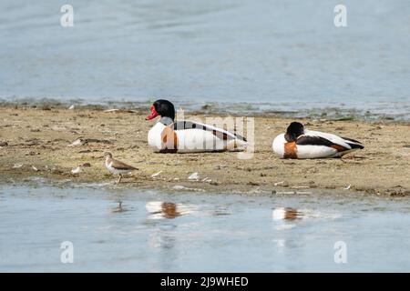 Deux canards de mer communs, assis sur une étroite bande de sable, et un ponteur de sable commun près du bord de l'eau. Photo faite à la réserve naturelle Hellegatsplaat, loga Banque D'Images