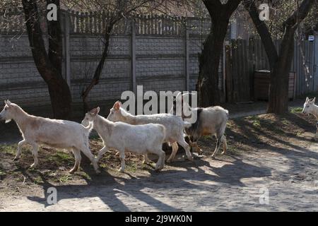 Plusieurs chèvres marchent le long d'une rue rurale en Ukraine. Banque D'Images