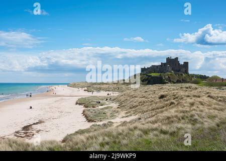 Côte de Northumberland, vue à la fin du printemps d'une étendue typique de dunes de sable et de plage de Northumbrian à côté du château de Bamburgh, Northumberland, Angleterre Banque D'Images
