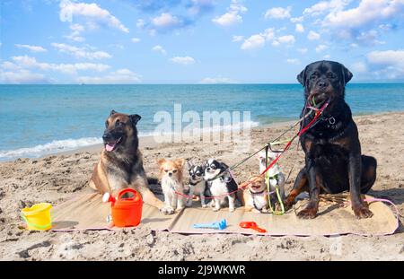 rottweiler, malinois et chihuahuas sur la plage en été Banque D'Images