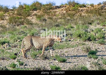 Cheetah (Acinonyx jubatus) montrant des couleurs de camouflage dans le désert de Kalahari, parc transfrontalier de Kgalagadi, province du Cap Nord, Afrique du Sud Banque D'Images