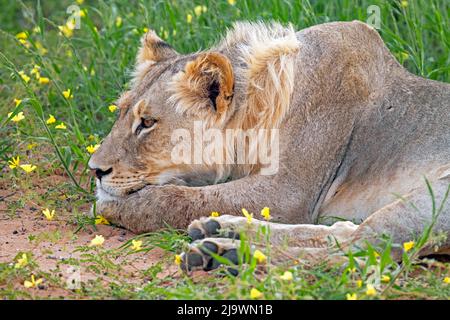 Un jeune lion africain (Panthera leo) se reposant dans le désert de Kalahari, parc transfrontalier de Kgalagadi, province du Cap Nord, Afrique du Sud Banque D'Images