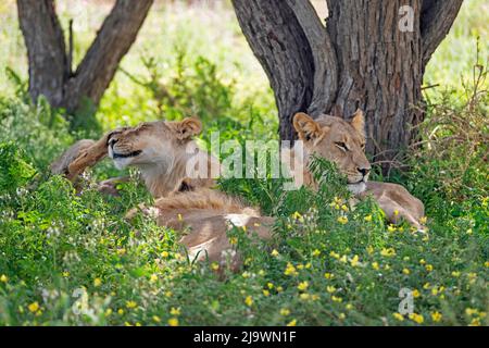 Trois jeunes lions d'Afrique mâles (Panthera leo) qui se trouvent dans le désert de Kalahari, dans le parc transfrontalier de Kgalagadi, dans la province du Cap Nord, en Afrique du Sud Banque D'Images