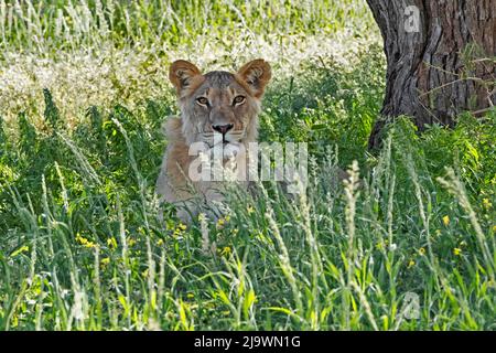 Un jeune lion africain (Panthera leo) se reposant dans le désert de Kalahari, parc transfrontalier de Kgalagadi, province du Cap Nord, Afrique du Sud Banque D'Images