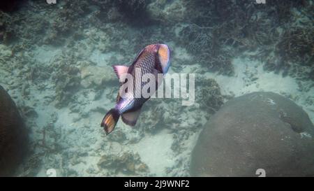 Photo sous-marine de Titan Triggerfish ou de Balistoides viridescens dans le golfe de Thaïlande. Poissons tropicaux géants nageant au milieu du récif. Nature sauvage. Plongée sous-marine Banque D'Images