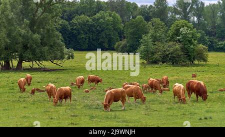 Troupeau de vaches. Des vaches allaitantes avec des veaux et un taureau se broutent sur le pâturage. Banque D'Images