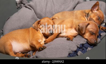 Un groupe de chiots dort sur un canapé. Trois chiots bruns se reposent. Mini-broche. Animaux de compagnie charmants. Banque D'Images