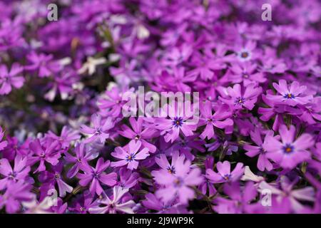 Macro plein format gros plan de la magnifique rose et violet Phlox Subulata, Moss Phlox, ou rampant Phlox Banque D'Images