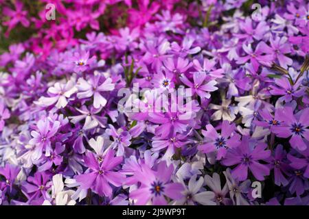 Macro plein format gros plan de la magnifique rose et violet Phlox Subulata, Moss Phlox, ou rampant Phlox Banque D'Images