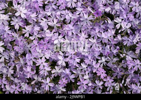 Macro plein format gros plan de la magnifique Lavande Purple Phlox Subulata, Moss Phlox, ou Creeping Phlox Banque D'Images