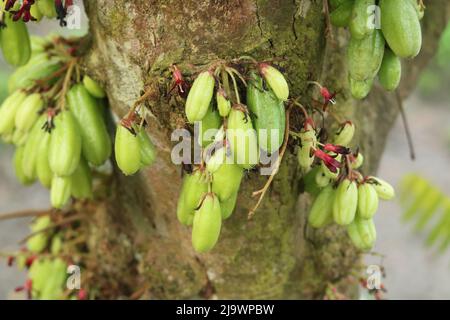 Averrhoa bilimbi connu ou traditionnel Banque D'Images