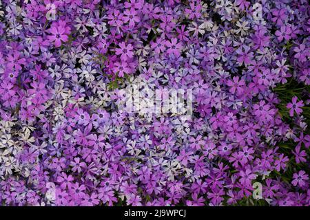 Macro plein format gros plan de la magnifique rose et violet Phlox Subulata, Moss Phlox, ou rampant Phlox Banque D'Images