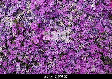 Macro plein format gros plan de la magnifique rose et violet Phlox Subulata, Moss Phlox, ou rampant Phlox Banque D'Images