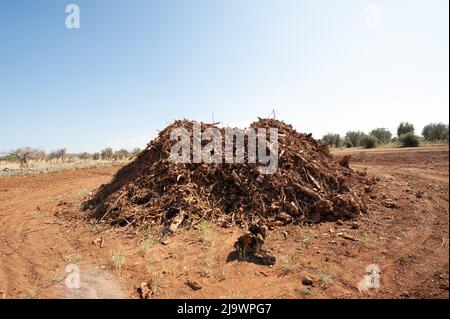 Pile de racines explantées et de branches d'oliviers frappés par Xylella fastidiosa Banque D'Images