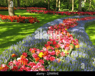 Des nuées de couleur provenant des 7 millions de bulbes de tulipes plantées chaque année au parc Keukenhof aux pays-Bas pour l'un des plus grands spectacles de fleurs d'Europe. Banque D'Images