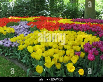 Des nuées de couleur provenant des 7 millions de bulbes de tulipes plantées chaque année au parc Keukenhof aux pays-Bas pour l'un des plus grands spectacles de fleurs d'Europe. Banque D'Images