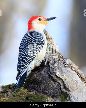 Pic à ventre rouge assis sur un tronc d'arbre dans la forêt, Québec, Canada Banque D'Images