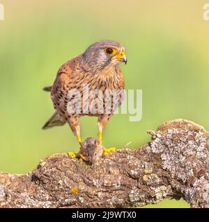 Kestrel commun (Falco tinnunculus) perché sur la branche tout en agitant la souris contre un arrière-plan lumineux. Petit Raptor en Estrémadure, Espagne. Scène de la faune Banque D'Images