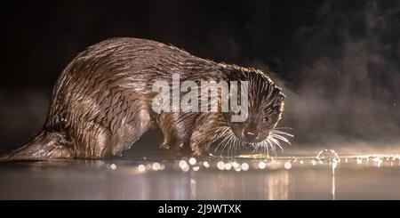 Européen Otter (Lutra lutra) en eaux peu profondes la nuit dans le parc national de Kiskunsagi, Pusztaszer, Hongrie. Février. La loutre eurasienne a un mainl de régime Banque D'Images