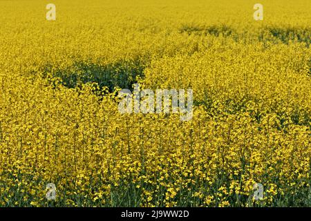 Plein cadre gros plan de fleurs de canola jaune dans un champ de ferme lors d'une journée de brise et de soleil Banque D'Images