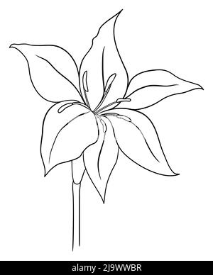 Vue incolore de la belle fleur de lilium avec tige, aux activités de coloration. Illustration de Vecteur