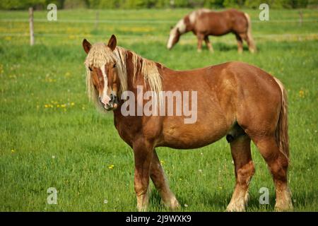 Un raton de cheval Flaxen Chestnut Male Stallion Colt regarde vers Camera tout en paissant dans le pâturage Banque D'Images