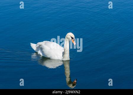 Muet cygne, Cygnus olor, nageant dans un lac avec réflexion Banque D'Images