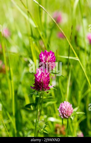 Le trèfle rouge Trifolium pratense, Banque D'Images