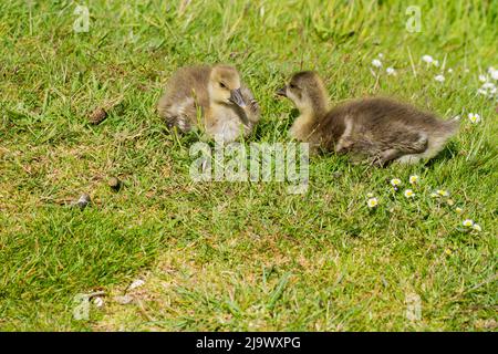 Deux oisons de la Bernache du Canada, Branta canadensis, assis sur l'herbe au soleil au printemps Dorset, au Royaume-Uni Banque D'Images