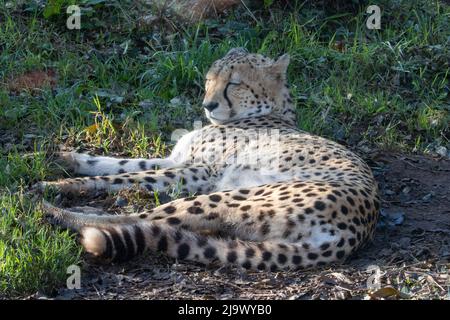 Un Cheetah adulte (Acinonyx jubatus) reposant sur l'herbe verte avec les yeux fermés Banque D'Images