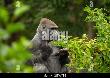 Un mâle adulte dos argent Western Lowland Gorilla (Gorilla gorilla gorilla) assis dans les buissons avec un fond naturel de jungle Banque D'Images