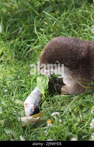 Petit loutre asiatique (Aonyx cinereus) mangeant la queue d'un poisson Banque D'Images