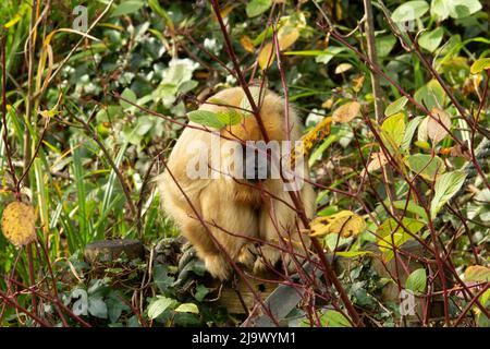 Singe Howler noir (Alouatta caraya) une femme unique singe howler noir se reposant et se reposant à l'intérieur un arbre avec la lumière du matin Banque D'Images