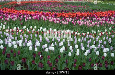 Tulipes de différents types et couleurs dans le parc Banque D'Images