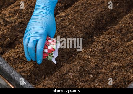 Gros plan des mains de femmes gantées plantant des graines de radis du sac de papier dans le sol dans le lit de jardin. Suède. Banque D'Images