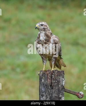 Buzzard sur un poste de clôture. Kirkcudbright, Écosse. Bouteo Bouteo Banque D'Images